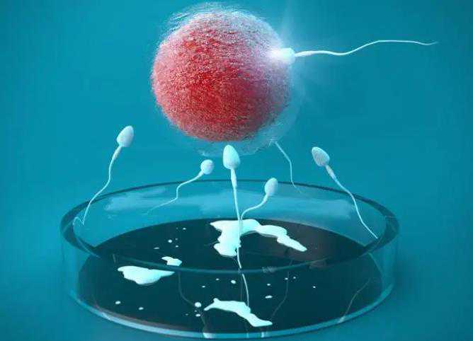 代怀小孩哪里找_代怀双胞胎案例,试管婴儿卵子质量如何评估 自然周期促排周期